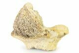 Fossil Ornithischian Dinosaur Vertebra Process Section - Montana #316416-2